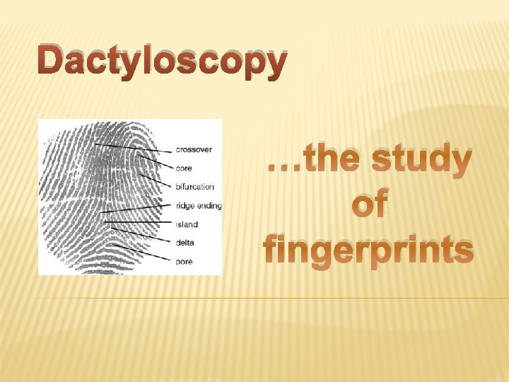 Dactyloscopy …the study of fingerprints 