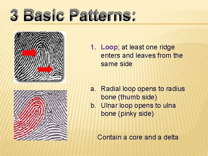 3 Basic Patterns: 1. Loop; at least one ridge enters and leaves from the