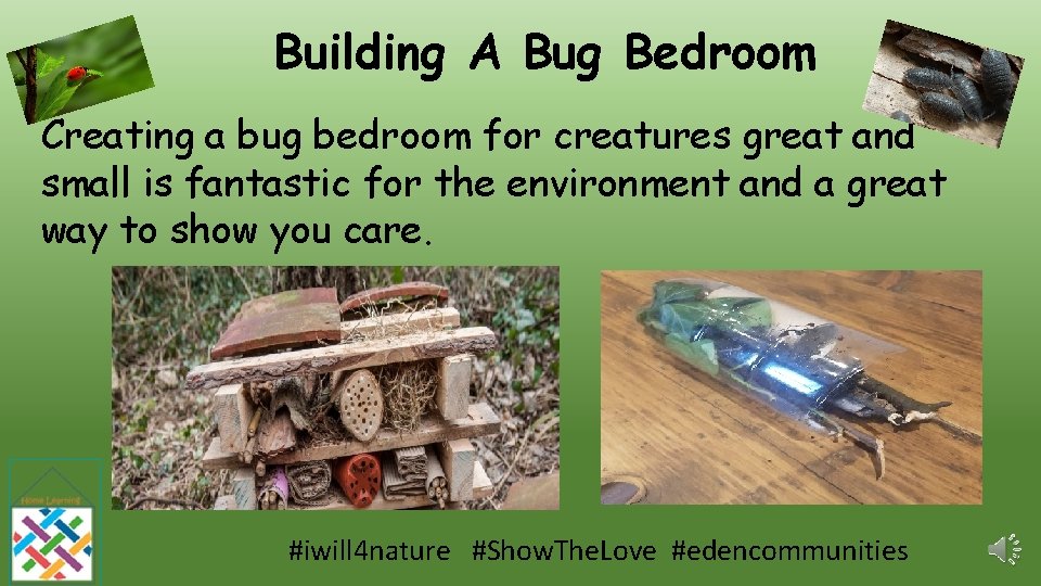 Building A Bug Bedroom Creating a bug bedroom for creatures great and small is