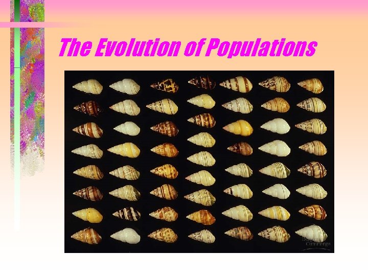 The Evolution of Populations The Evolution of Populations