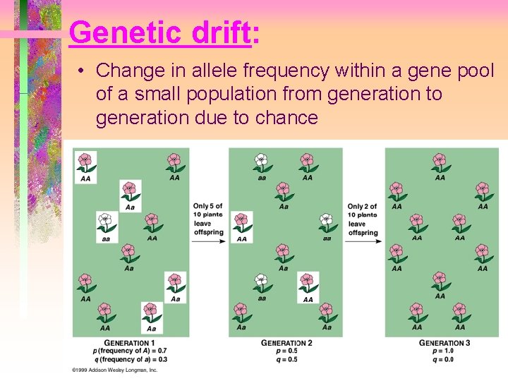 Genetic drift: • Change in allele frequency within a gene pool of a small Genetic drift: • Change in allele frequency within a gene pool of a small