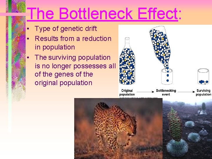 The Bottleneck Effect: • Type of genetic drift • Results from a reduction in The Bottleneck Effect: • Type of genetic drift • Results from a reduction in