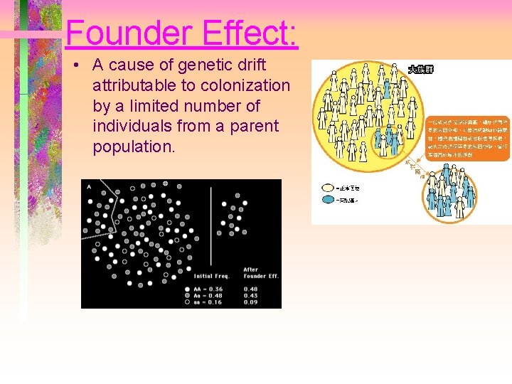 Founder Effect: • A cause of genetic drift attributable to colonization by a limited Founder Effect: • A cause of genetic drift attributable to colonization by a limited