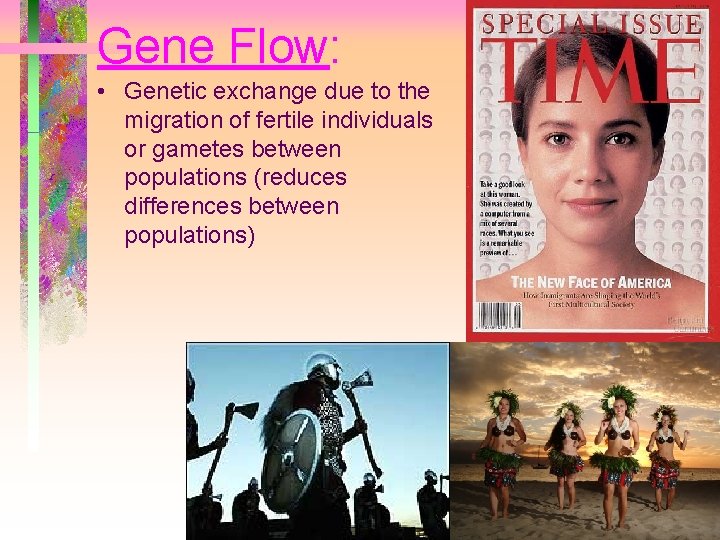 Gene Flow: • Genetic exchange due to the migration of fertile individuals or gametes Gene Flow: • Genetic exchange due to the migration of fertile individuals or gametes