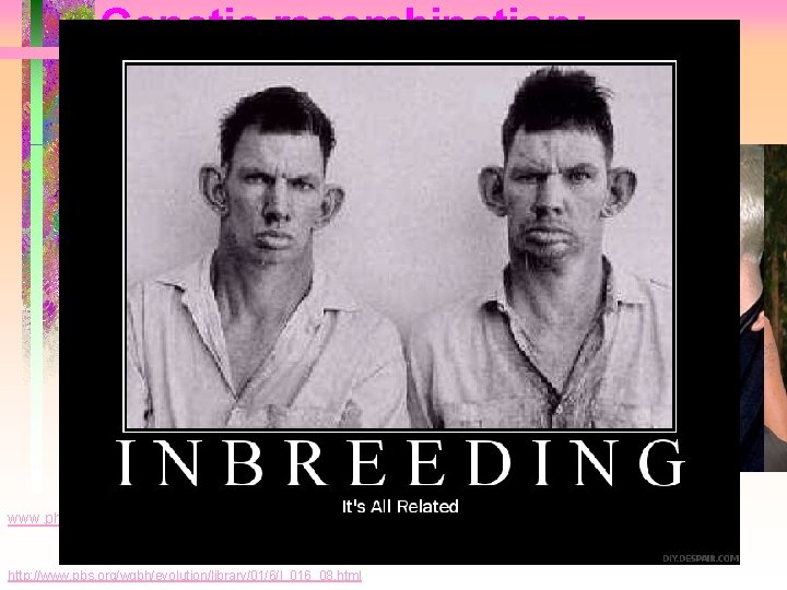 Genetic recombination: (Sexual Reproduction) • Inc. variation by reshuffling genetic info • Random mating Genetic recombination: (Sexual Reproduction) • Inc. variation by reshuffling genetic info • Random mating