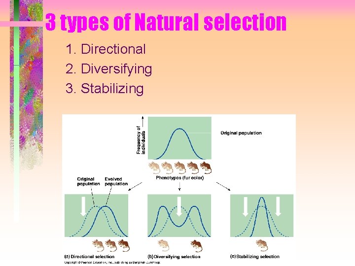 3 types of Natural selection 1. Directional 2. Diversifying 3. Stabilizing 3 types of Natural selection 1. Directional 2. Diversifying 3. Stabilizing
