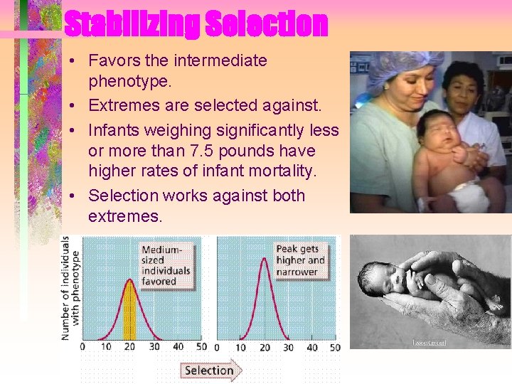 Stabilizing Selection • Favors the intermediate phenotype. • Extremes are selected against. • Infants Stabilizing Selection • Favors the intermediate phenotype. • Extremes are selected against. • Infants