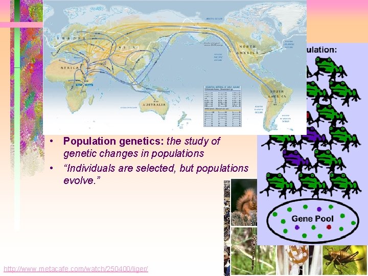 Population genetics • Population: a localized group of individuals belonging to the same species Population genetics • Population: a localized group of individuals belonging to the same species