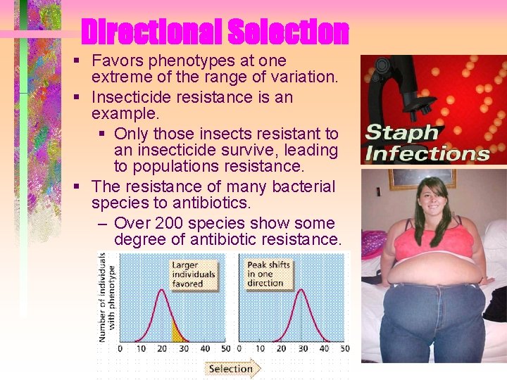 Directional Selection Favors phenotypes at one extreme of the range of variation. Insecticide resistance Directional Selection Favors phenotypes at one extreme of the range of variation. Insecticide resistance