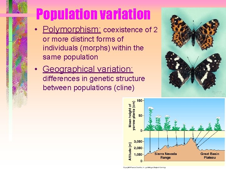 Population variation • Polymorphism: coexistence of 2 or more distinct forms of individuals (morphs) Population variation • Polymorphism: coexistence of 2 or more distinct forms of individuals (morphs)