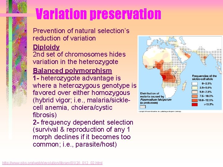 Variation preservation • Prevention of natural selection’s reduction of variation • Diploidy 2 nd Variation preservation • Prevention of natural selection’s reduction of variation • Diploidy 2 nd