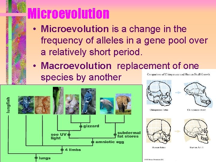 Microevolution • Microevolution is a change in the frequency of alleles in a gene Microevolution • Microevolution is a change in the frequency of alleles in a gene