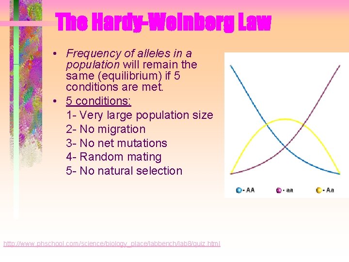 The Hardy-Weinberg Law • Frequency of alleles in a population will remain the same The Hardy-Weinberg Law • Frequency of alleles in a population will remain the same