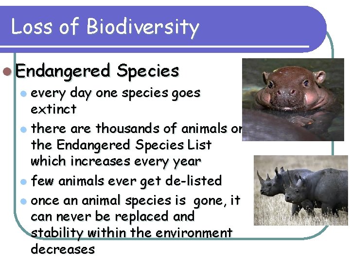 Loss of Biodiversity l Endangered Species l every day one species goes extinct l