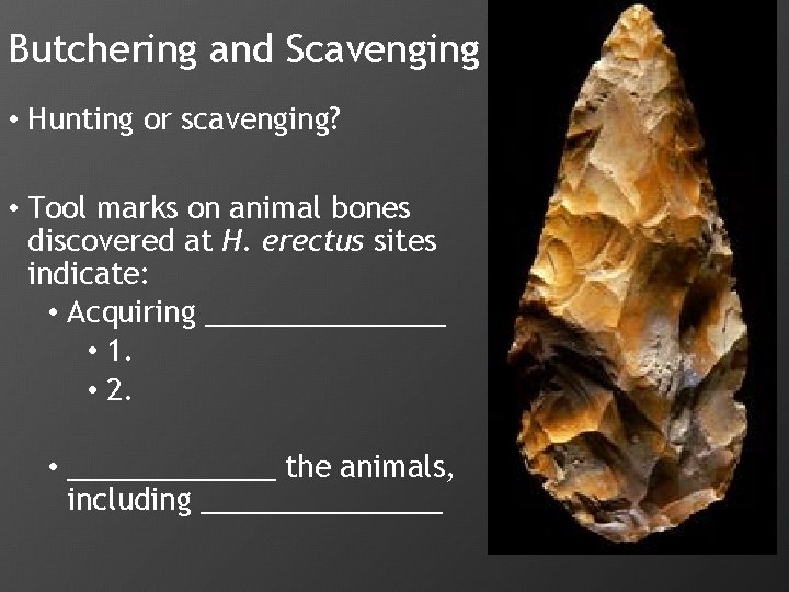 Butchering and Scavenging • Hunting or scavenging? • Tool marks on animal bones discovered