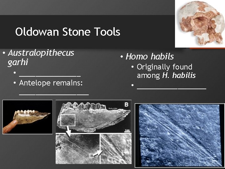 Oldowan Stone Tools • Australopithecus garhi • ________ • Antelope remains: _________ • Homo