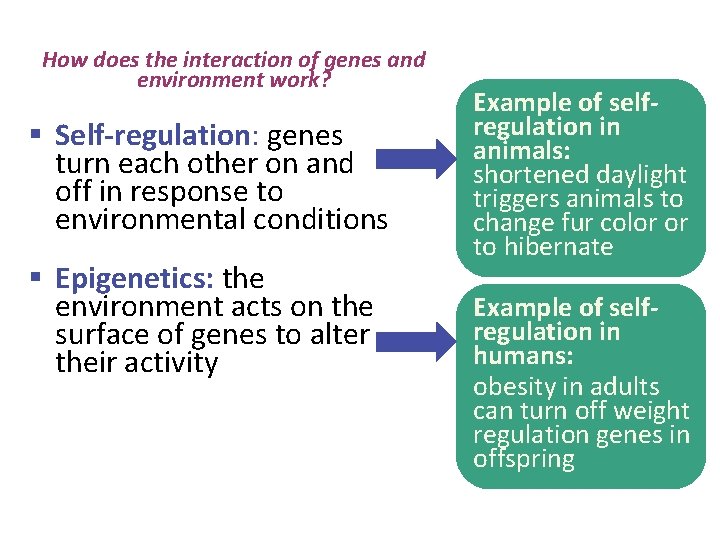 How does the interaction of genes and environment work? § Self-regulation: genes turn each