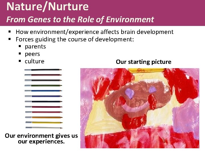Nature/Nurture From Genes to the Role of Environment § How environment/experience affects brain development