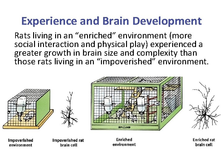 Experience and Brain Development Rats living in an “enriched” environment (more social interaction and