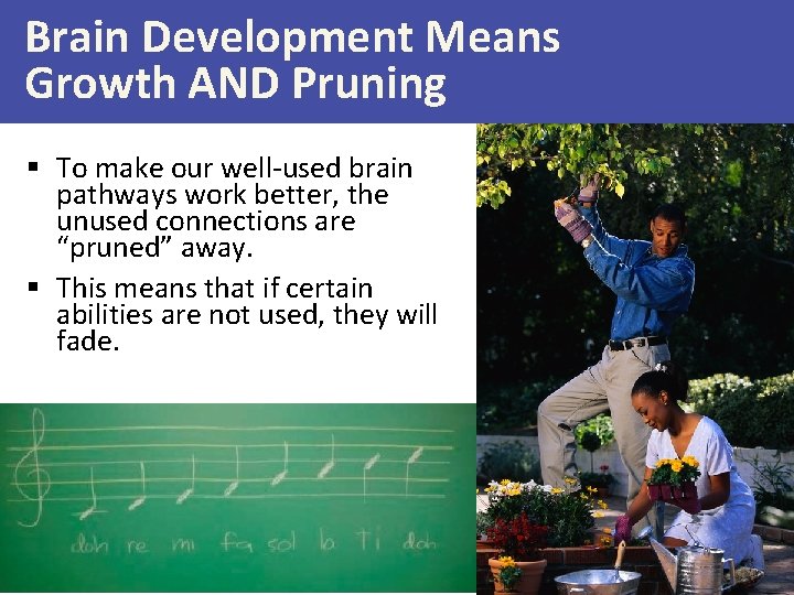 Brain Development Means Growth AND Pruning § To make our well-used brain pathways work
