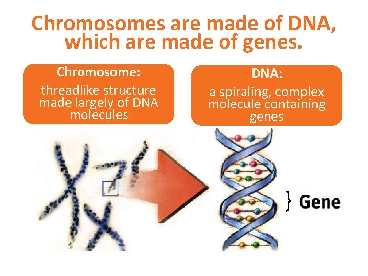Chromosomes are made of DNA, which are made of genes. Chromosome: threadlike structure made