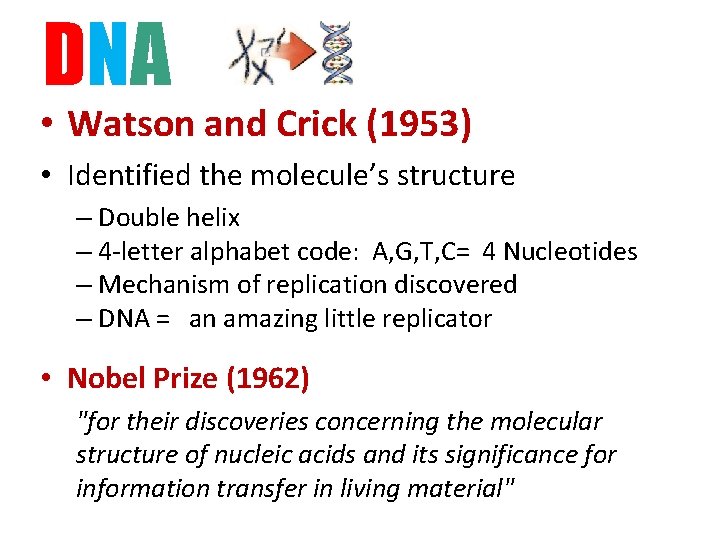 DNA • Watson and Crick (1953) • Identified the molecule’s structure – Double helix