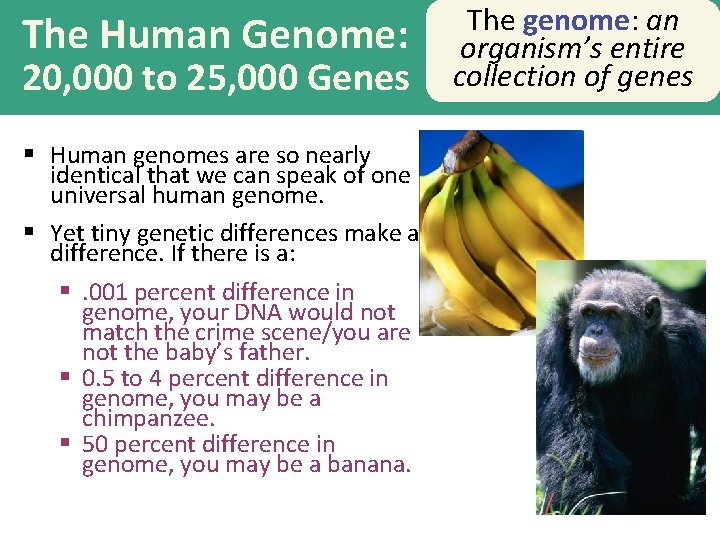 The Human Genome: 20, 000 to 25, 000 Genes § Human genomes are so