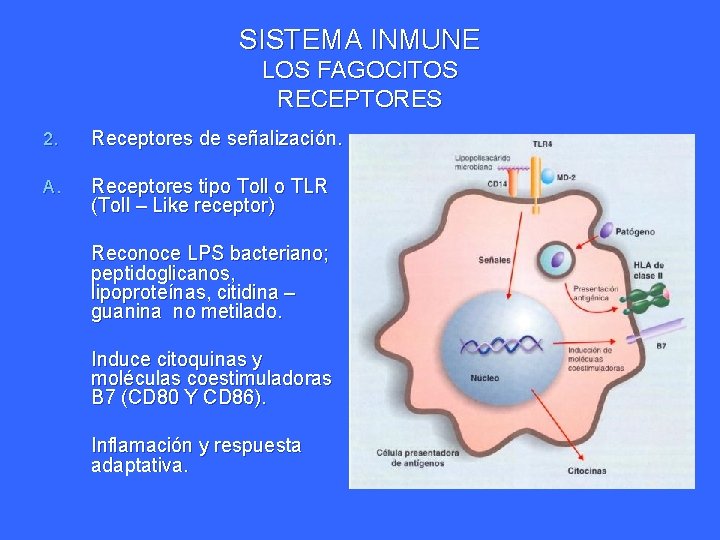 SISTEMA INMUNE LOS FAGOCITOS RECEPTORES 2. Receptores de señalización. A. Receptores tipo Toll o SISTEMA INMUNE LOS FAGOCITOS RECEPTORES 2. Receptores de señalización. A. Receptores tipo Toll o
