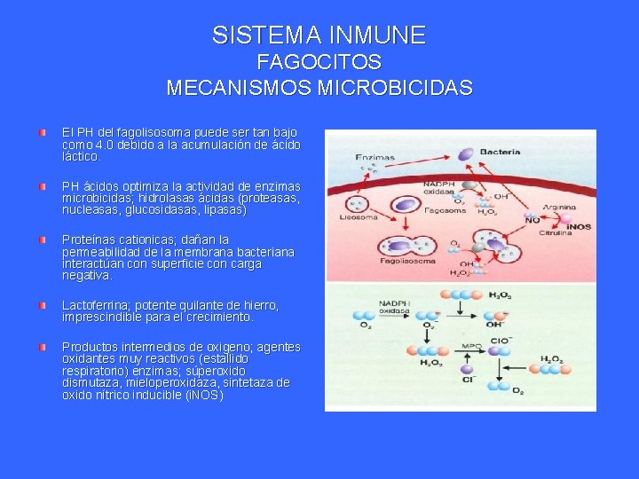 SISTEMA INMUNE FAGOCITOS MECANISMOS MICROBICIDAS El PH del fagolisosoma puede ser tan bajo como SISTEMA INMUNE FAGOCITOS MECANISMOS MICROBICIDAS El PH del fagolisosoma puede ser tan bajo como