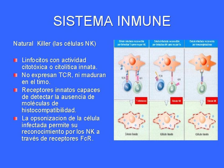 SISTEMA INMUNE Natural Killer (las células NK) Linfocitos con actividad citotóxica o citolítica innata. SISTEMA INMUNE Natural Killer (las células NK) Linfocitos con actividad citotóxica o citolítica innata.