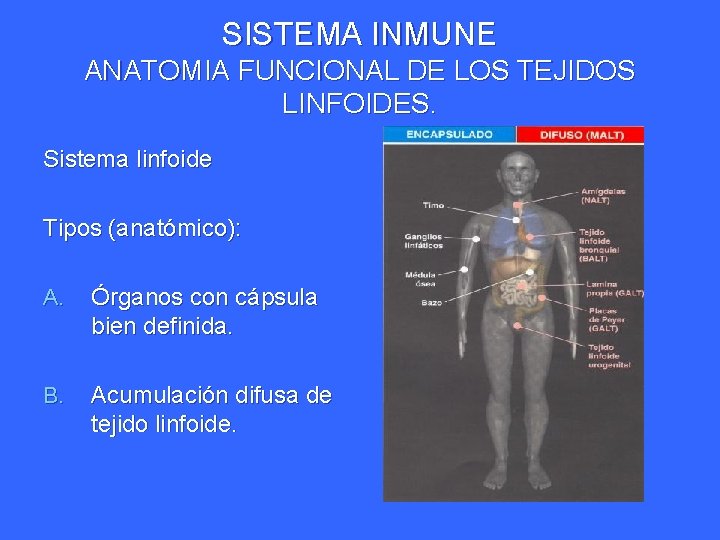 SISTEMA INMUNE ANATOMIA FUNCIONAL DE LOS TEJIDOS LINFOIDES. Sistema linfoide Tipos (anatómico): A. Órganos SISTEMA INMUNE ANATOMIA FUNCIONAL DE LOS TEJIDOS LINFOIDES. Sistema linfoide Tipos (anatómico): A. Órganos