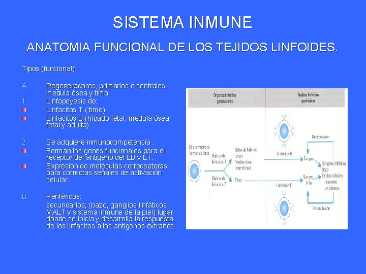 SISTEMA INMUNE ANATOMIA FUNCIONAL DE LOS TEJIDOS LINFOIDES. Tipos (funcional): A. 1. Regeneradores, primarios SISTEMA INMUNE ANATOMIA FUNCIONAL DE LOS TEJIDOS LINFOIDES. Tipos (funcional): A. 1. Regeneradores, primarios