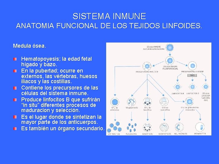 SISTEMA INMUNE ANATOMIA FUNCIONAL DE LOS TEJIDOS LINFOIDES. Medula ósea. Hematopoyesis; la edad fetal SISTEMA INMUNE ANATOMIA FUNCIONAL DE LOS TEJIDOS LINFOIDES. Medula ósea. Hematopoyesis; la edad fetal