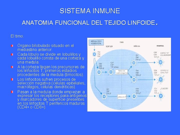 SISTEMA INMUNE . ANATOMIA FUNCIONAL DEL TEJIDO LINFOIDE El timo. Órgano bilobulado situado en SISTEMA INMUNE . ANATOMIA FUNCIONAL DEL TEJIDO LINFOIDE El timo. Órgano bilobulado situado en