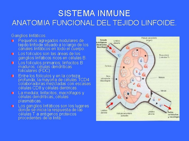 SISTEMA INMUNE ANATOMIA FUNCIONAL DEL TEJIDO LINFOIDE. Ganglios linfáticos. Pequeños agregados nodulares de tejido SISTEMA INMUNE ANATOMIA FUNCIONAL DEL TEJIDO LINFOIDE. Ganglios linfáticos. Pequeños agregados nodulares de tejido