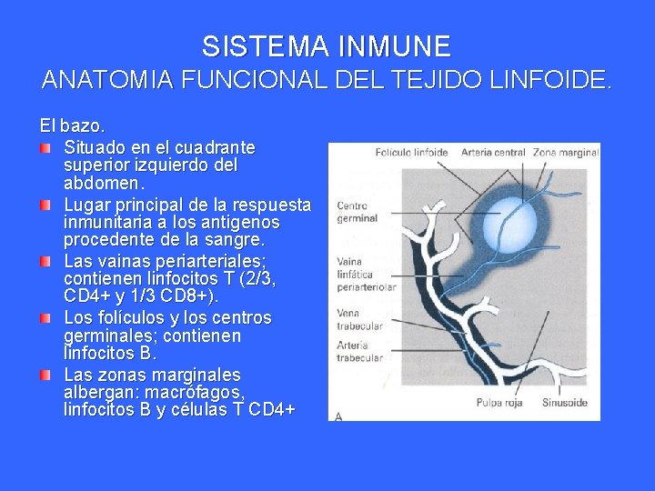 SISTEMA INMUNE ANATOMIA FUNCIONAL DEL TEJIDO LINFOIDE. El bazo. Situado en el cuadrante superior SISTEMA INMUNE ANATOMIA FUNCIONAL DEL TEJIDO LINFOIDE. El bazo. Situado en el cuadrante superior