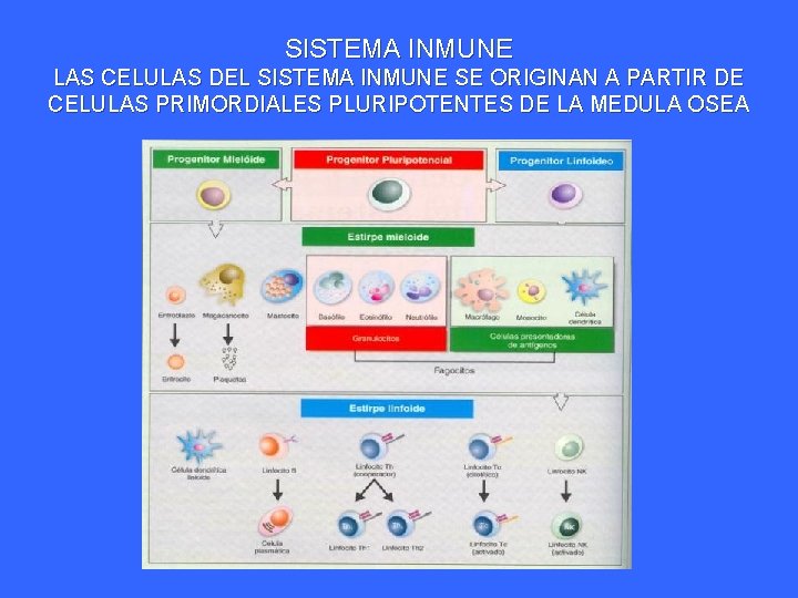 SISTEMA INMUNE LAS CELULAS DEL SISTEMA INMUNE SE ORIGINAN A PARTIR DE CELULAS PRIMORDIALES SISTEMA INMUNE LAS CELULAS DEL SISTEMA INMUNE SE ORIGINAN A PARTIR DE CELULAS PRIMORDIALES