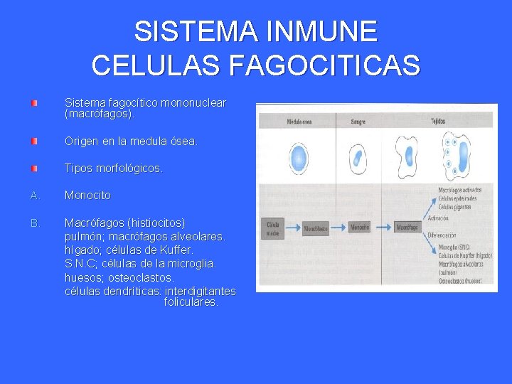 SISTEMA INMUNE CELULAS FAGOCITICAS Sistema fagocítico mononuclear (macrófagos). Origen en la medula ósea. Tipos SISTEMA INMUNE CELULAS FAGOCITICAS Sistema fagocítico mononuclear (macrófagos). Origen en la medula ósea. Tipos