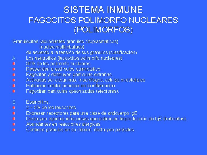 SISTEMA INMUNE FAGOCITOS POLIMORFO NUCLEARES (POLIMORFOS) Granulocitos (abundantes gránulos citoplasmáticos) (núcleo multilobulado) de acuerdo SISTEMA INMUNE FAGOCITOS POLIMORFO NUCLEARES (POLIMORFOS) Granulocitos (abundantes gránulos citoplasmáticos) (núcleo multilobulado) de acuerdo