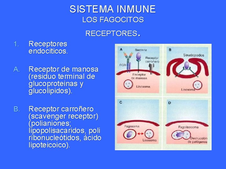 SISTEMA INMUNE LOS FAGOCITOS . RECEPTORES 1. Receptores endociticos. A. Receptor de manosa (residuo SISTEMA INMUNE LOS FAGOCITOS . RECEPTORES 1. Receptores endociticos. A. Receptor de manosa (residuo