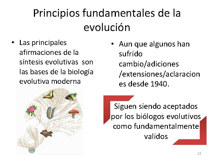 Principios fundamentales de la evolución • Las principales afirmaciones de la síntesis evolutivas son