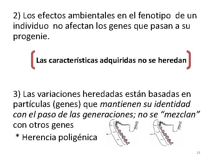 2) Los efectos ambientales en el fenotipo de un individuo no afectan los genes