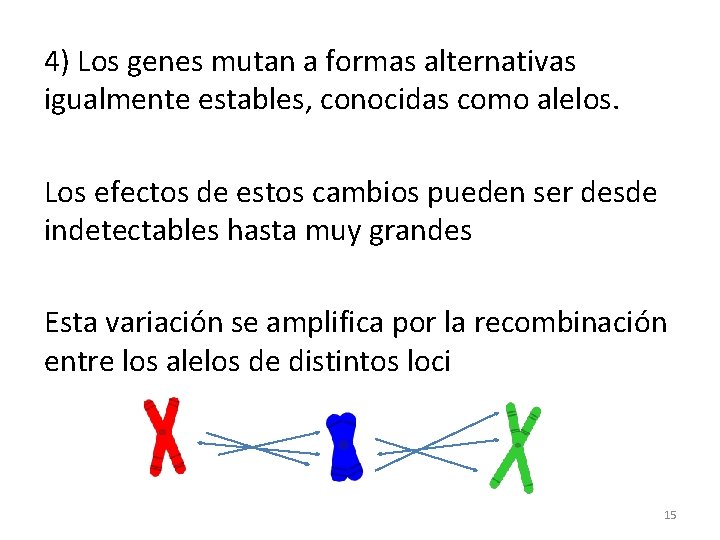 4) Los genes mutan a formas alternativas igualmente estables, conocidas como alelos. Los efectos