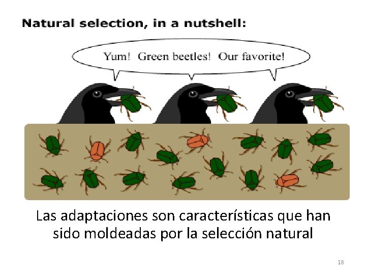 7) Incluso una selección natural de poca intensidad puede (bajo ciertas circunstancias) proveer un