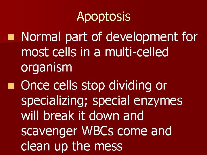 Apoptosis Normal part of development for most cells in a multi-celled organism n Once