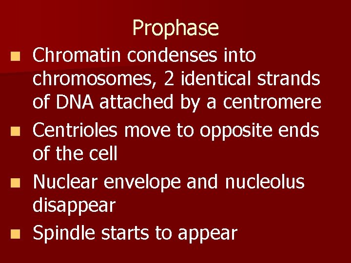 Prophase Chromatin condenses into chromosomes, 2 identical strands of DNA attached by a centromere