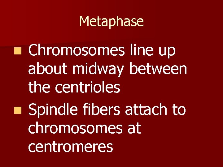 Metaphase Chromosomes line up about midway between the centrioles n Spindle fibers attach to Metaphase Chromosomes line up about midway between the centrioles n Spindle fibers attach to