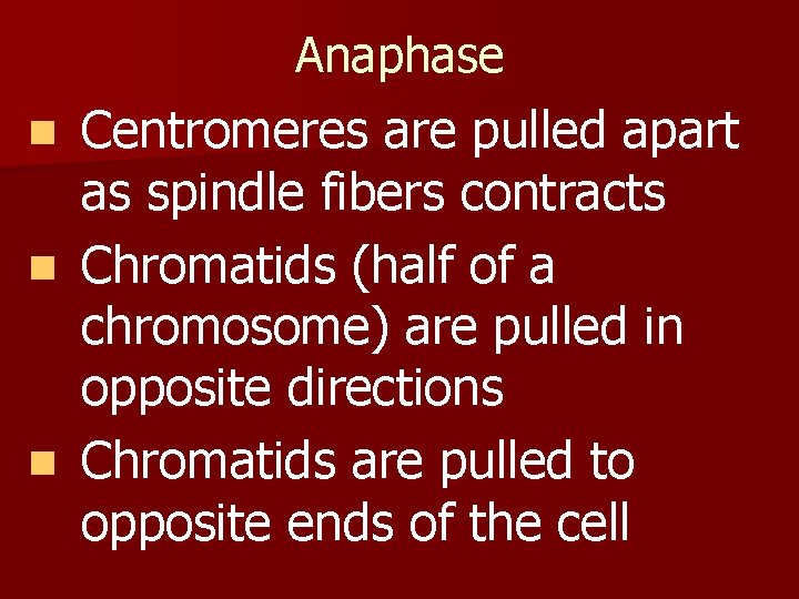 Anaphase n n n Centromeres are pulled apart as spindle fibers contracts Chromatids (half