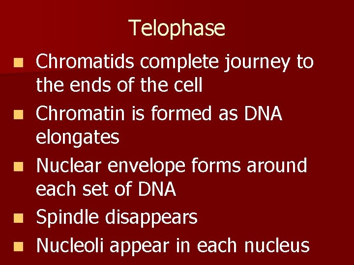 Telophase n n n Chromatids complete journey to the ends of the cell Chromatin