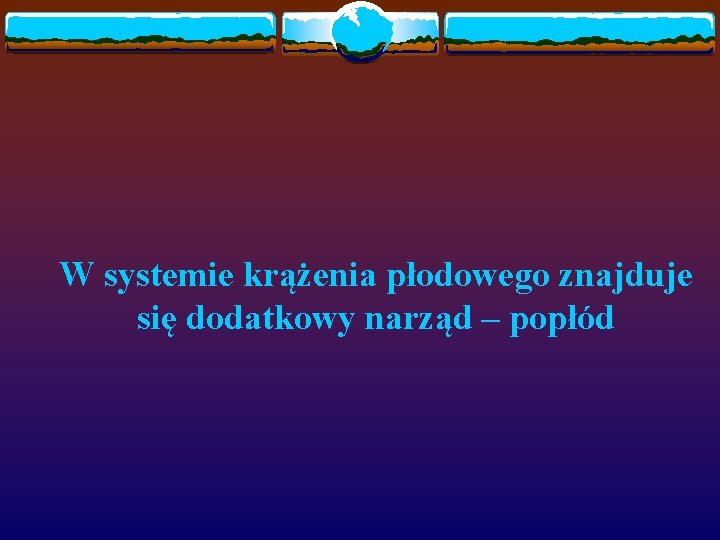 W systemie krążenia płodowego znajduje się dodatkowy narząd – popłód 